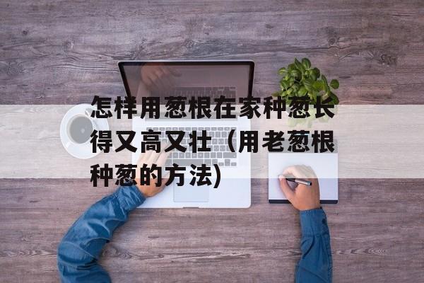 怎样用葱根在家种葱长得又高又壮（用老葱根种葱的方法)