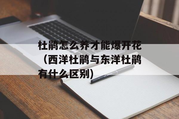 杜鹃怎么养才能爆开花（西洋杜鹃与东洋杜鹃有什么区别)