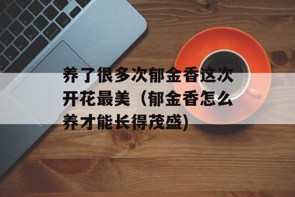 养了很多次郁金香这次开花最美（郁金香怎么养才能长得茂盛)