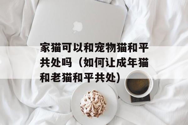 家猫可以和宠物猫和平共处吗（如何让成年猫和老猫和平共处)