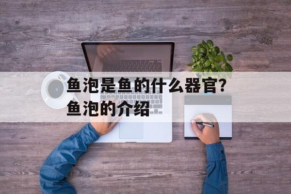 鱼泡是鱼的什么器官？鱼泡的介绍