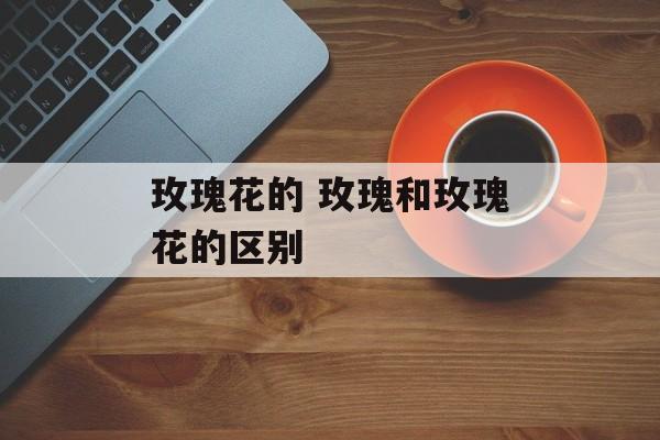 玫瑰花的 玫瑰和玫瑰花的区别