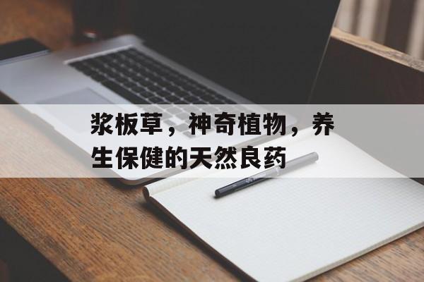 浆板草，神奇植物，养生保健的天然良药
