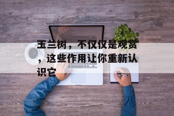 玉兰树，不仅仅是观赏，这些作用让你重新认识它