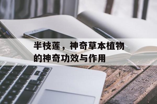 半枝莲，神奇草本植物的神奇功效与作用