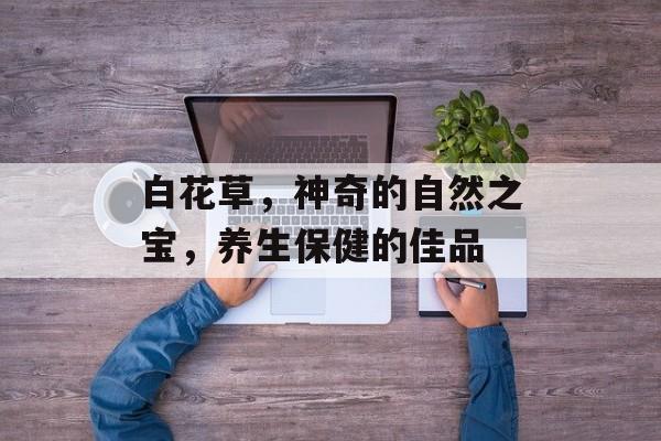 白花草，神奇的自然之宝，养生保健的佳品