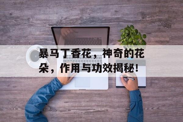暴马丁香花，神奇的花朵，作用与功效揭秘！