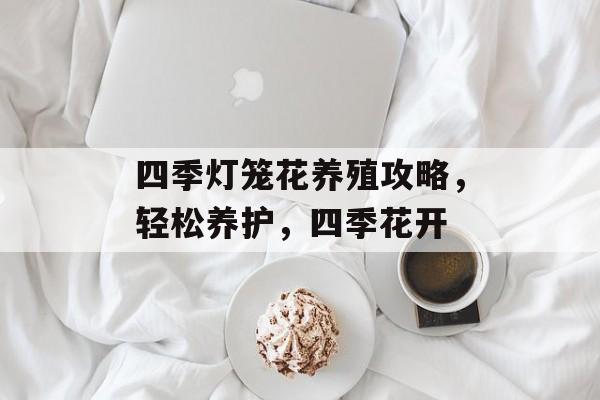 四季灯笼花养殖攻略，轻松养护，四季花开