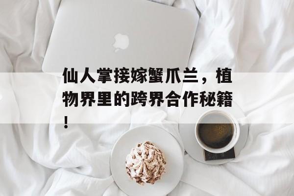 仙人掌接嫁蟹爪兰，植物界里的跨界合作秘籍！