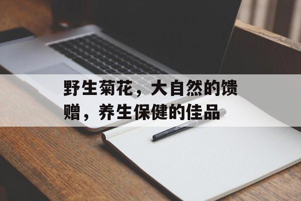 野生菊花，大自然的馈赠，养生保健的佳品
