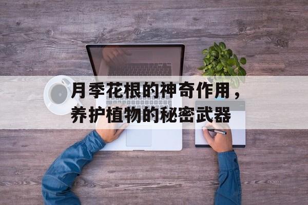 月季花根的神奇作用，养护植物的秘密武器