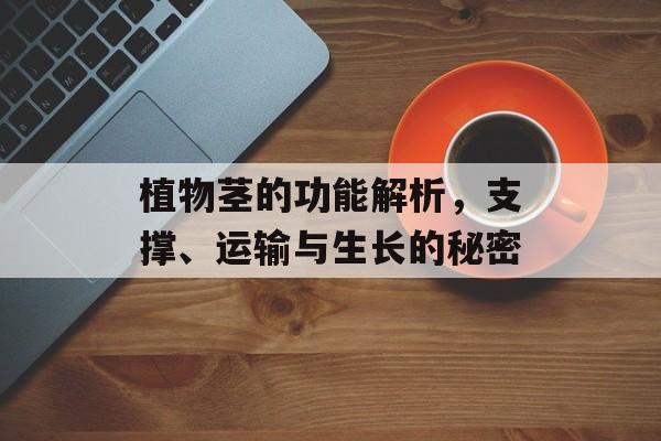 植物茎的功能解析，支撑、运输与生长的秘密