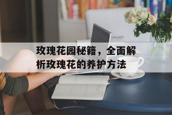 玫瑰花园秘籍，全面解析玫瑰花的养护方法