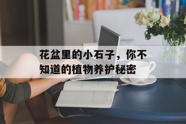 花盆里的小石子，你不知道的植物养护秘密
