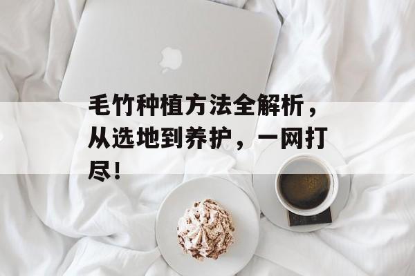 毛竹种植方法全解析，从选地到养护，一网打尽！
